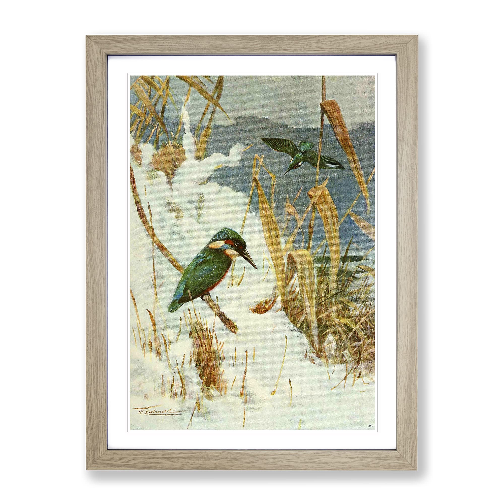 Vintage W Kuhnert Kingfisher Vintage Framed Wall Art Print, Ready to Hang Picture for Living Room Bedroom Home Office Décor, Oak A3 (34 x 46 cm)