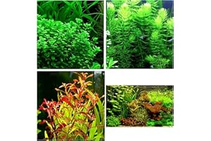 Aquatic Discounts - 3 Different Types of Beginner/Super Easy Live Aquarium Plants - Bacopa + Hornwort + Ludwigia BUY2GET1FREE!