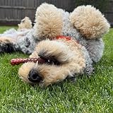 Nylabone Durable Power Dental Dog Chew Toys Twin Pack Large Beef Jerky & Chicken view 2