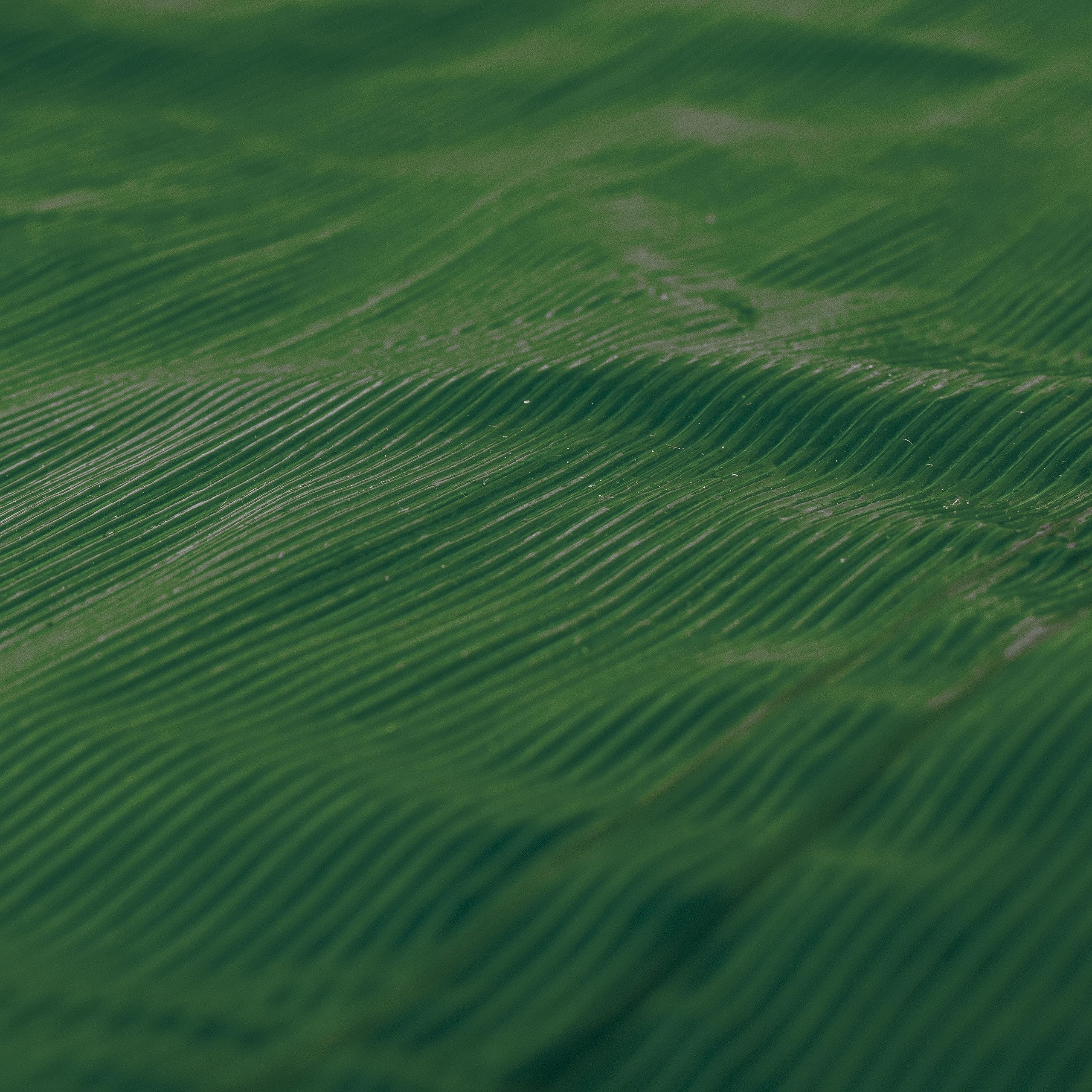 Impact and tear resistant tarp lldpe waterproof tarpaulin -premium Linear Low-Density Polyethylene in forest green (2m x 3m)