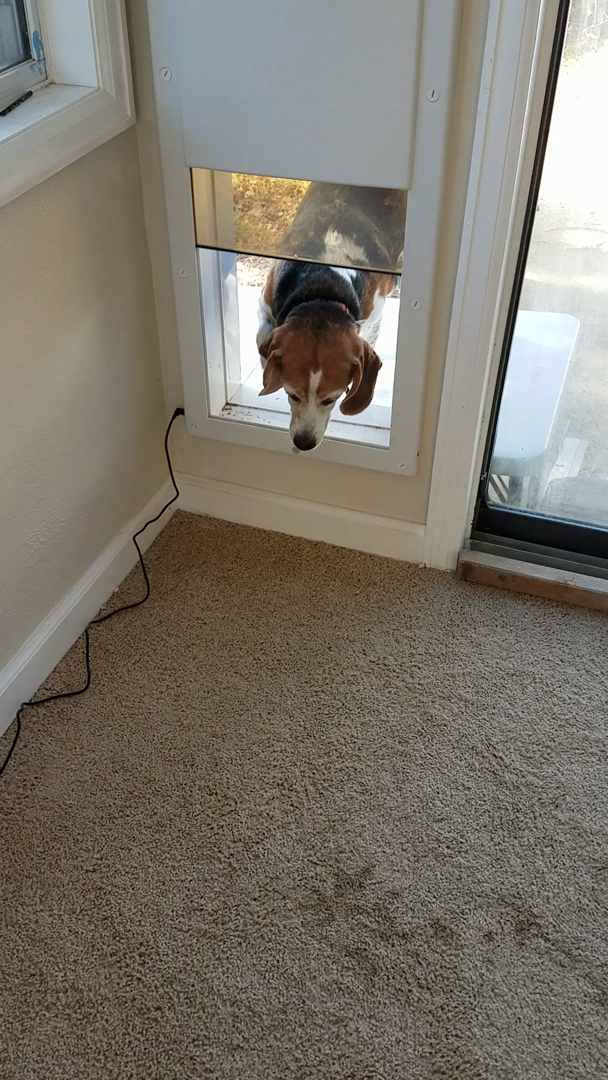 Power Pet Large Electronic Pet Door PX2 Pet Doors And