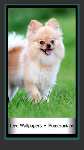 ライブ壁紙 ポメラニアン Amazon Co Jp Appstore For Android