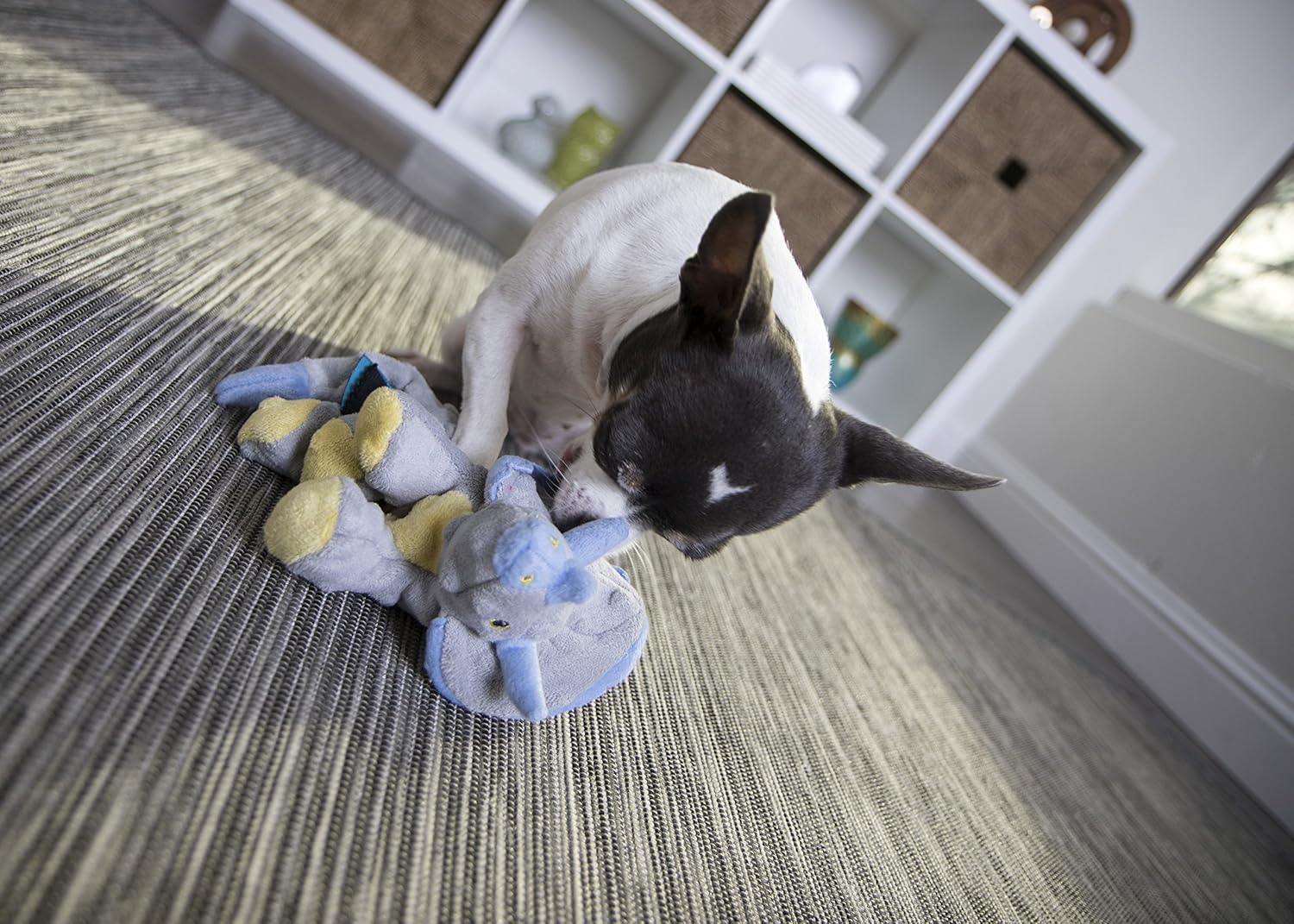 Pet Supplies : Pet Chew Toys : goDog Dinos Triceratops With Chew Guard Technology Tough Plush Dog Toy, Grey, Small : 