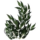 Exo Terra Silk Terrarium Plant, Small, Ruscus