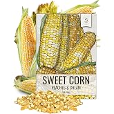 Seed Needs Peaches and Cream Corn Seeds 230 Seeds 1.5 Ounce Bulk Pack