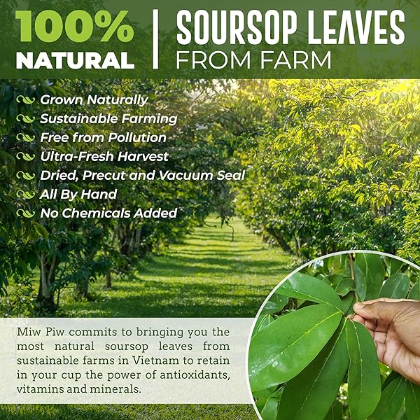 SOURSOP GRAVIOLA DRIED LEAVES TEA, 250+ GUANABANA LEAVES, NO GLUTEN, WILDCRAFTED, HOJA GUANABANA, LOOSE LEAF HERBAL TEA, PRECUT, RELAXING, GOOD SLEEP