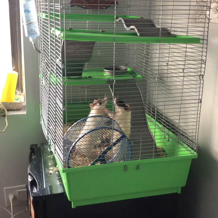 kaytee rat cage