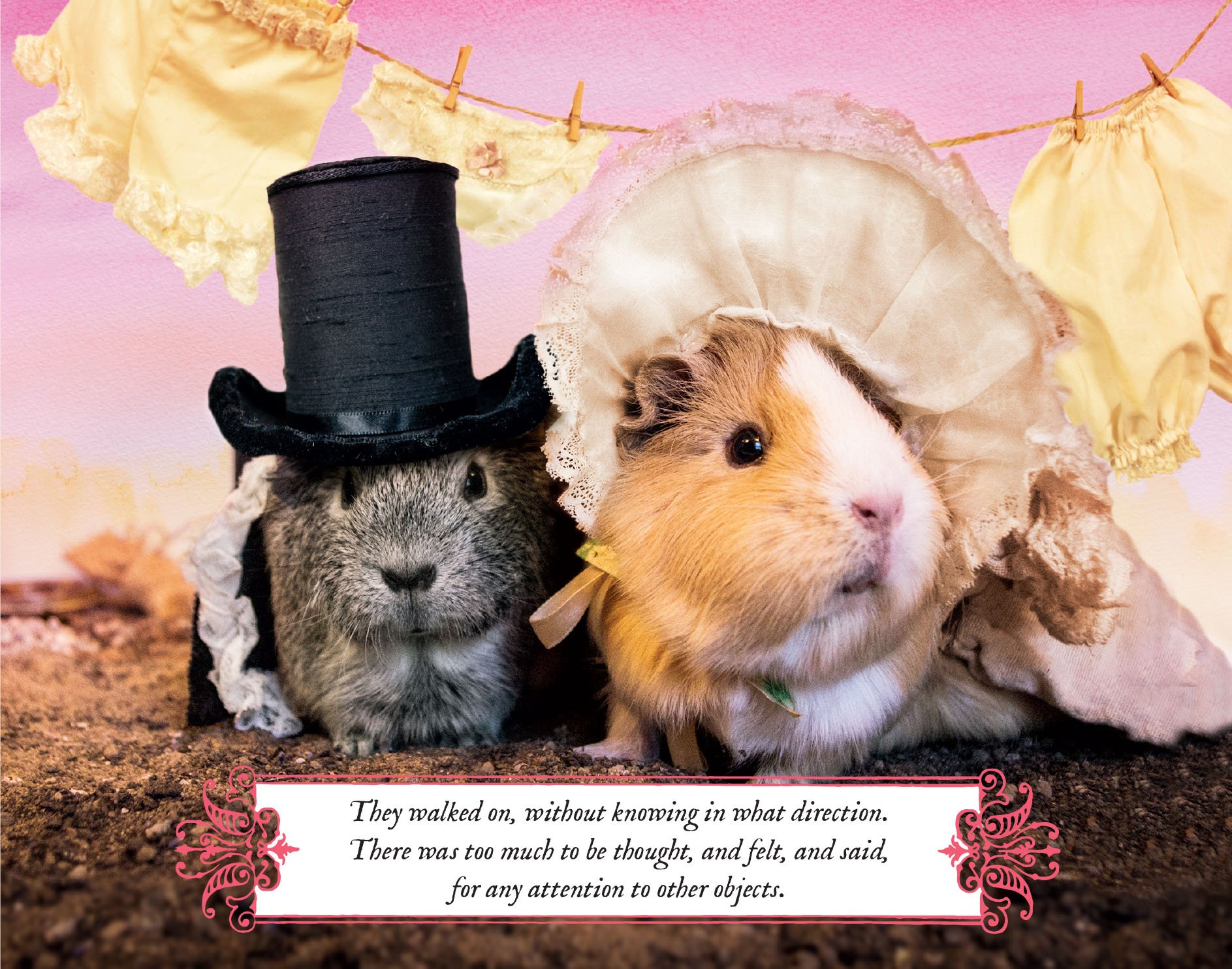 A Guinea Pig Pride Prejudice Guinea Pig Classics Amazon - 