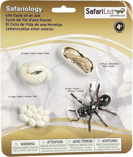 Safari Ciclo de la Vida de una Hormiga.