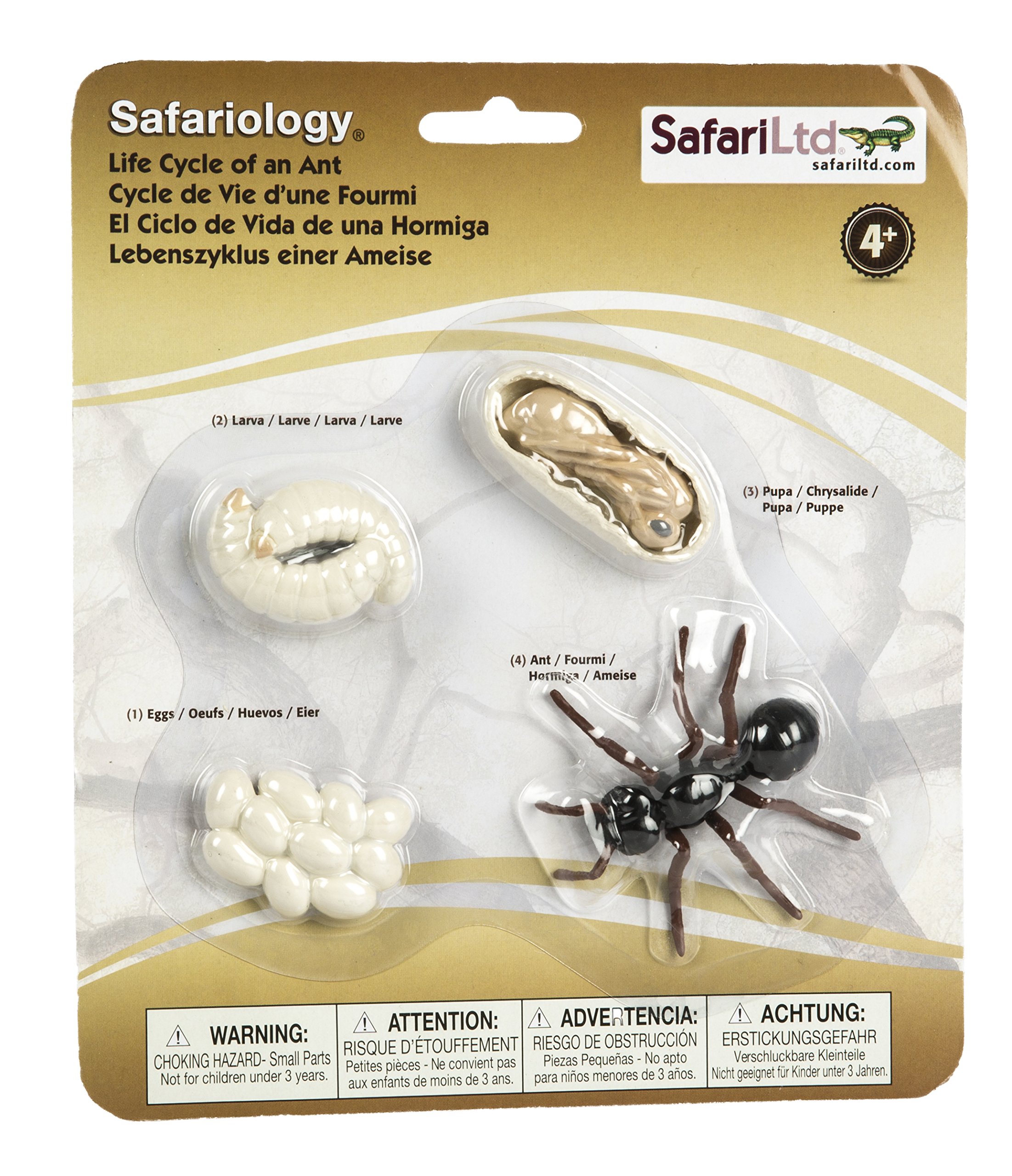 Safari Life Cycle Of An Ant,White