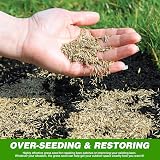 GroundMaster GroundMaster Premium Grass Seed 1kg - Fast Germinating Lawn Mix view 6