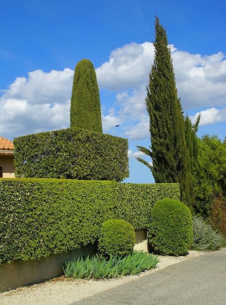 10 Stuck Immergruner Liguster 100 150 Cm Amazon De Garten