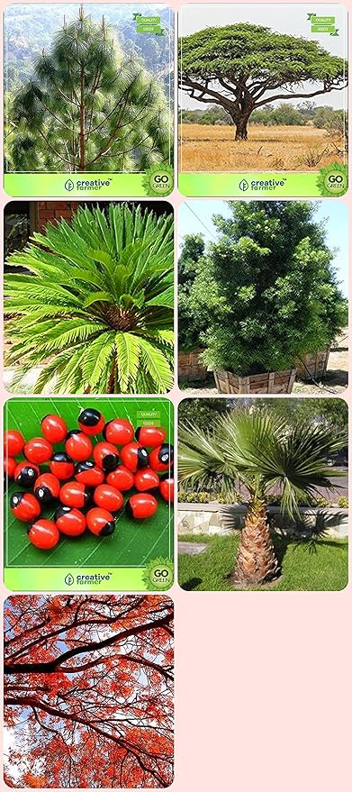 Creative Farmer Garden Tree Plants For Home Podocarpus Gracillior Abrus Precatorius Livistona Chinensis L Mauritiana Gulmohar Combo For Home Garden Tree Seeds Herbal Tree Tree Seeds Flowering Tree Seeds Amazon In