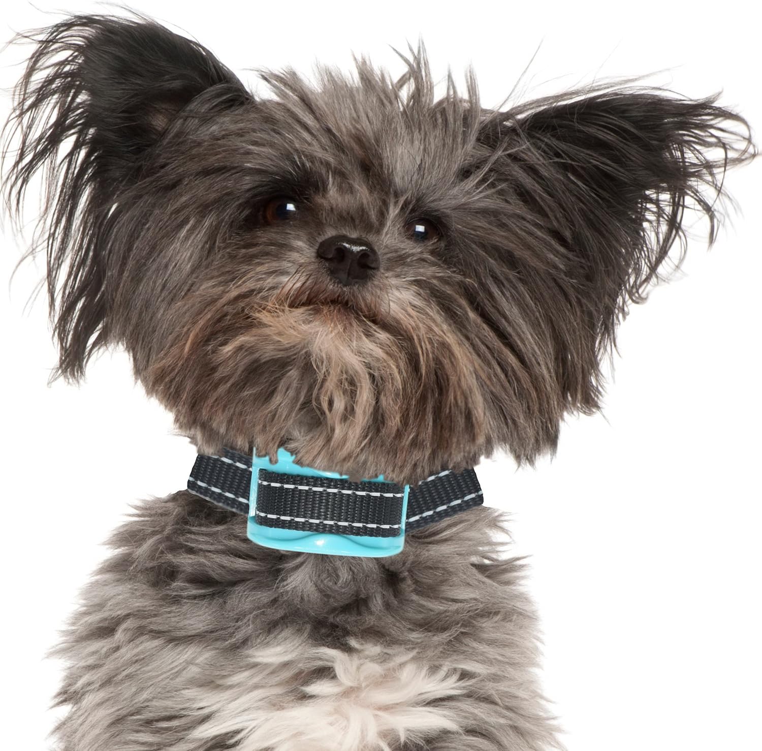 miniature himalayan cat