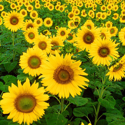 Amazon Com Flower Field Wallpaper Appstore For Android