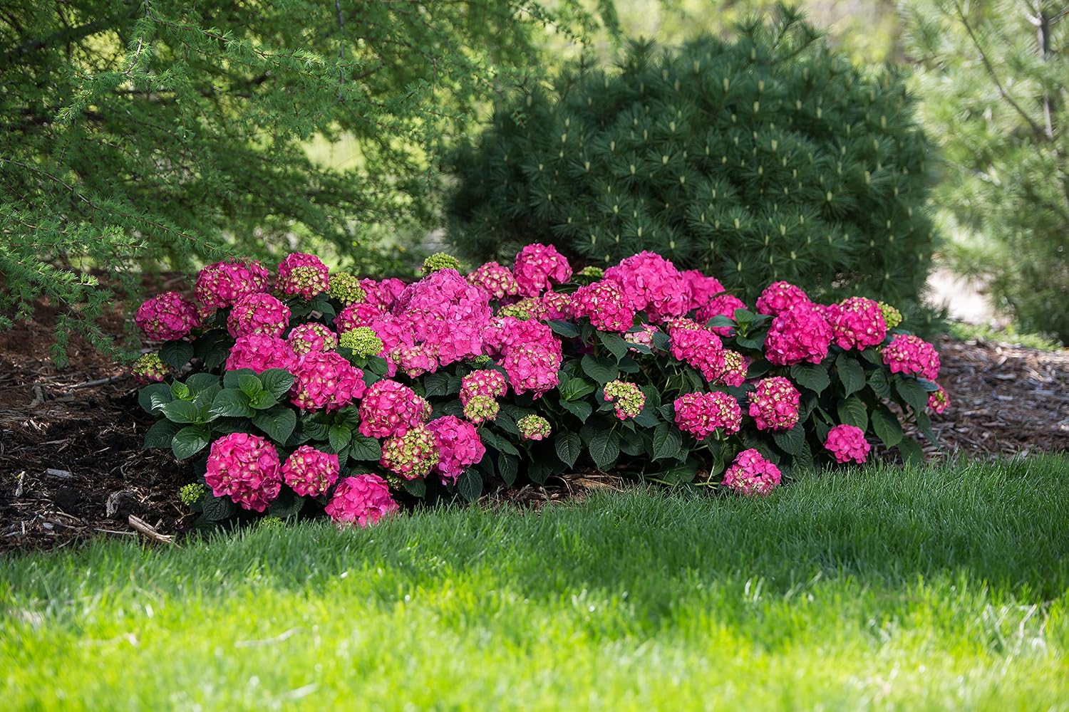 Endless Summer Summer Crush Hydrangea Raspberry Red And Neon Purple Blooms 2 Gal Patio Lawn Garden Plants Seeds Bulbs