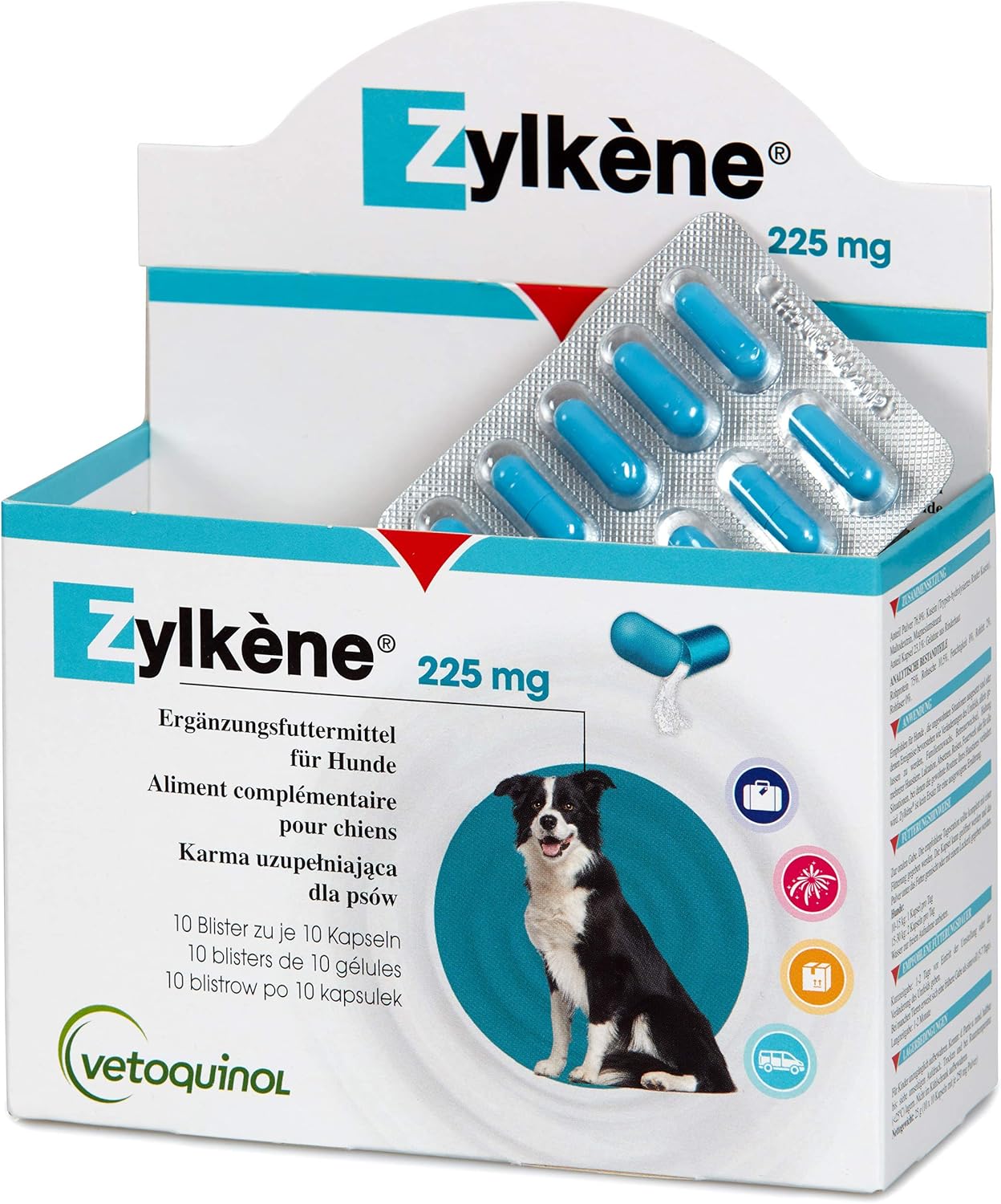 tibetan spaniel near me