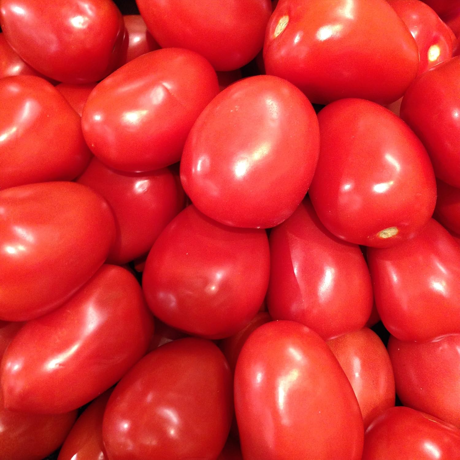 Wayland Chiles Culinary Tomato Collection Grown in The USA, 100 Seeds - 5 Varieties