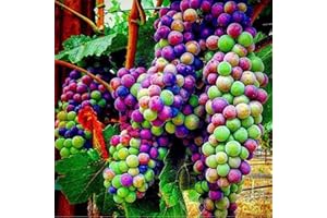 CHUXAY GARDEN Rainbow Grape Fruit Seed 100 Seeds Rare Sweet Fruit Gardening