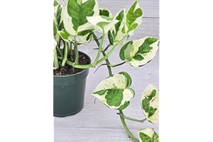 Pothos N’Joy - Epipremnum aureum - Live Plants, Indoor House Plants (4" Pot) by 3exoticgreen