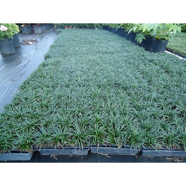 Dwarf Mondo grass, 100 bare roots (pips), ground cover, border, rock garden, evergreen grass