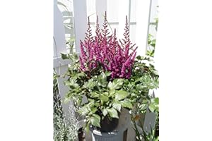 GREEN PROMISE FARMS Astilbe chinensis 'Visions In Red' (Chinese Astilbe) Perennial, dark pink-red flowers, #1 - Size Container