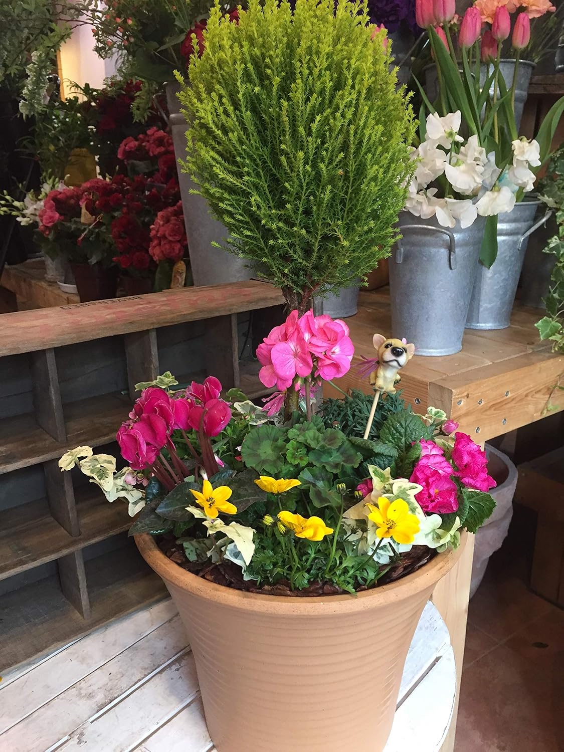 Amazon ゴールドクレスト トピアリー仕立て スタンド をメインに春のトキメキの季節のお花でおまかせ寄せ植え テラコッタ陶器鉢 おまかせピック付き 鉢植え One Garden 植え替え済み オリジナル作成 観葉植物 オンライン通販