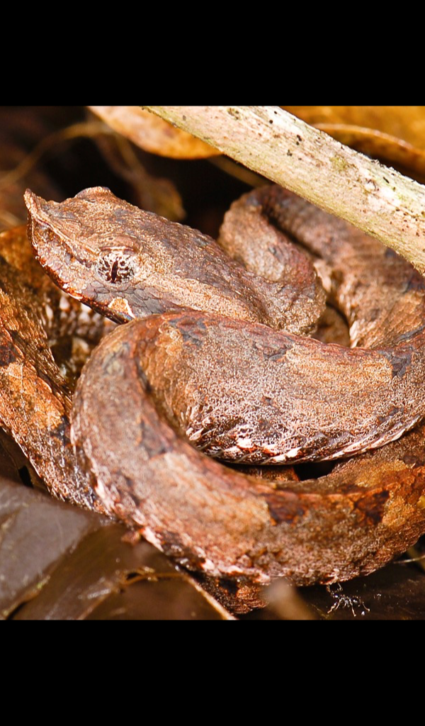 pit viper Wallpaper HD Wallpapers of pit viper!Amazon.esAppstore