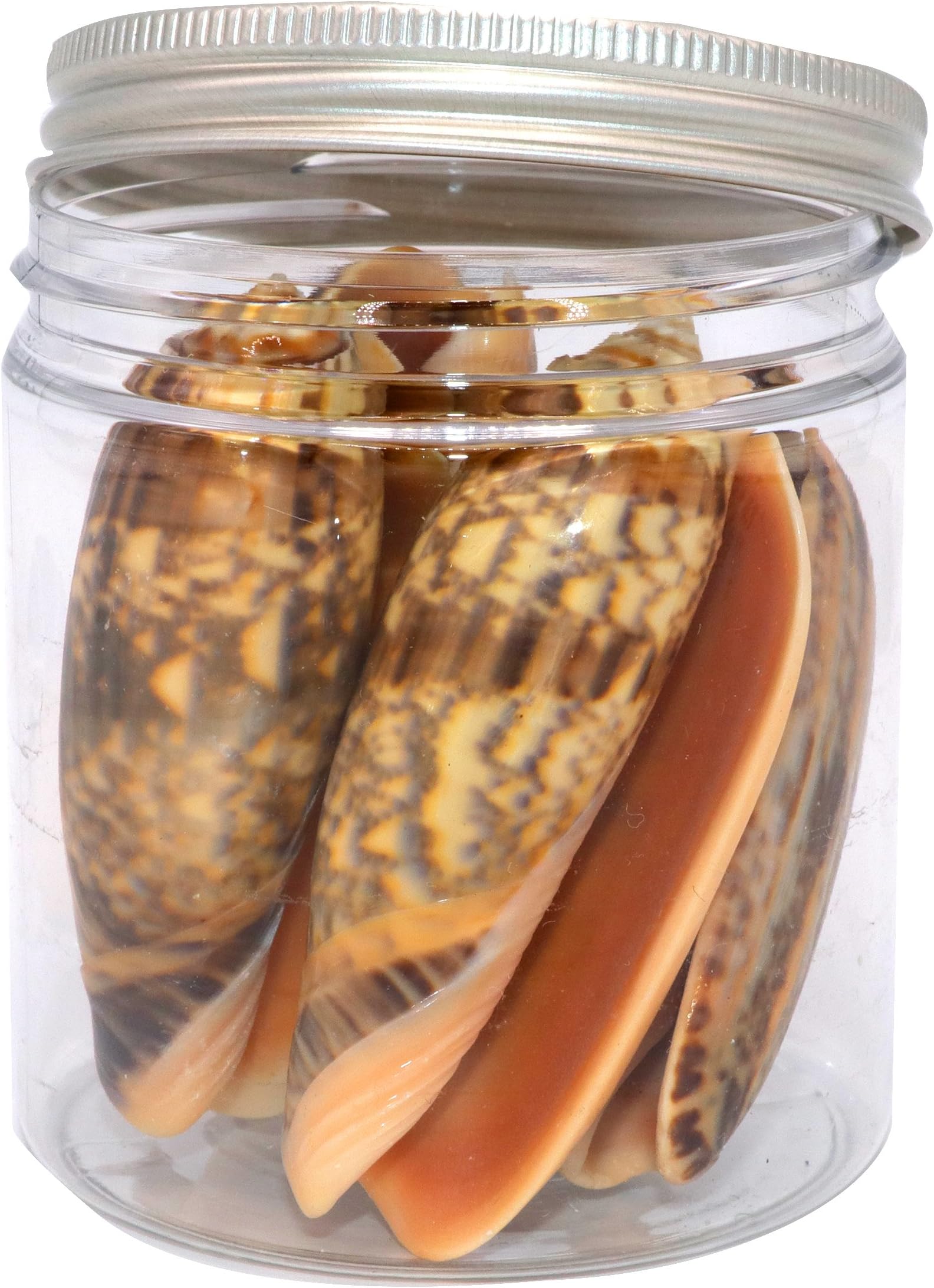 Quality Selected Seashells Approx 10 pcs Olive Miniacea 3" shells for Seashell Vases, Seashell Boxes, Seashell Frames, Seashell Jewelry Making & Mini Garden Miniture