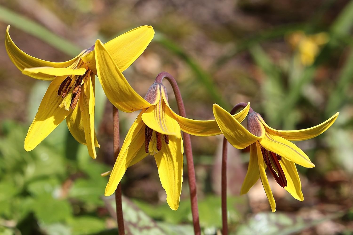Erythronium americanum aka fawn lily, trout lily, dog'stooth violet