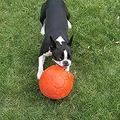 jolly soccer ball petco