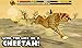 Cheetah Simulator