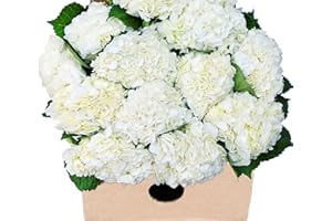 Blooms2Door Flowers - 15 White Hydrangeas (Farm-Fresh, Naturally Colored, Premium Quality) - Gift for Birthday, Sympathy, Anniversary, Get Well, Thank You, Valentine, Mother’s Day Fresh Flowers