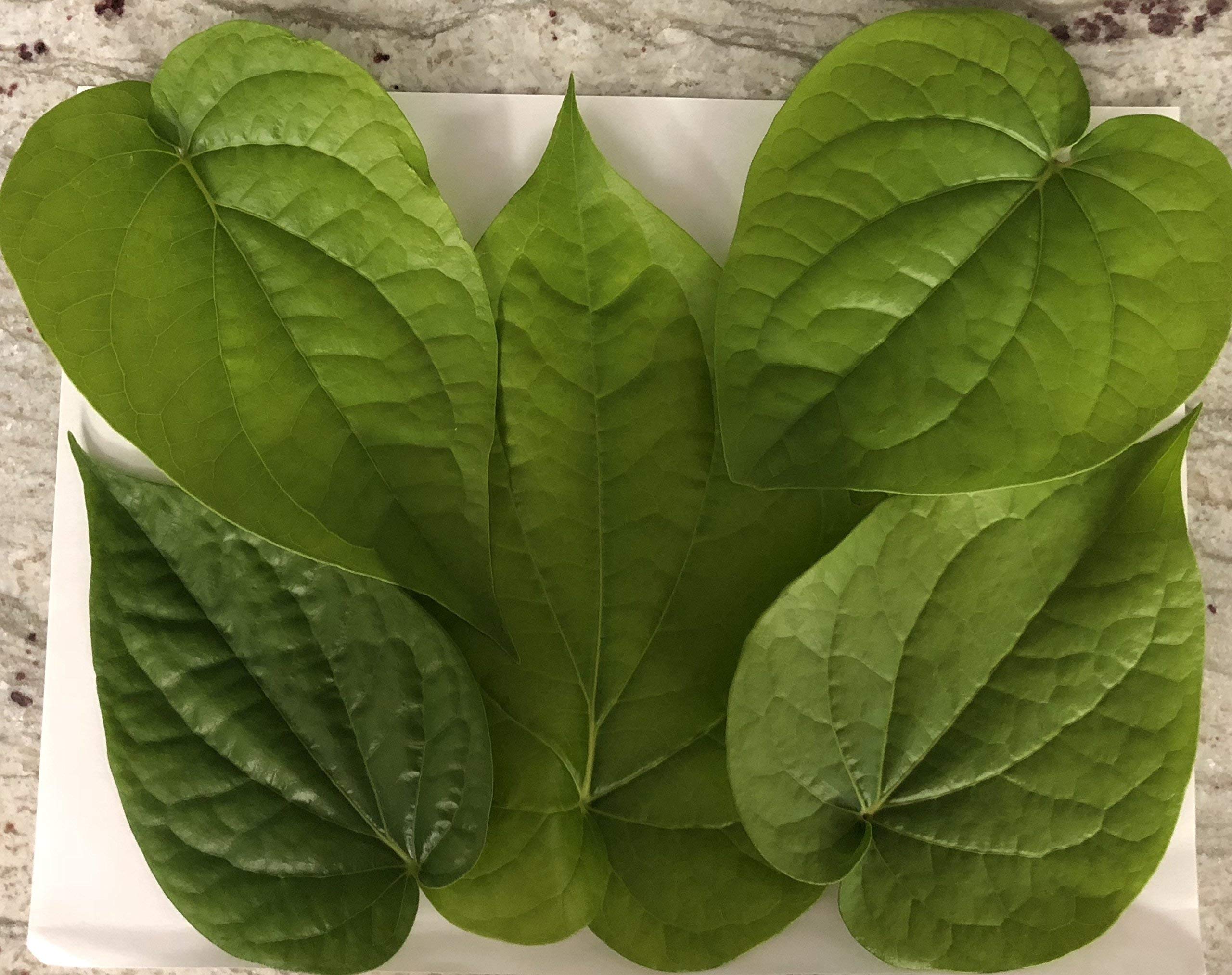 Betel Leaf (Paan) Buy Online in UAE. Lawn Garden Products in the UAE See Prices, Reviews