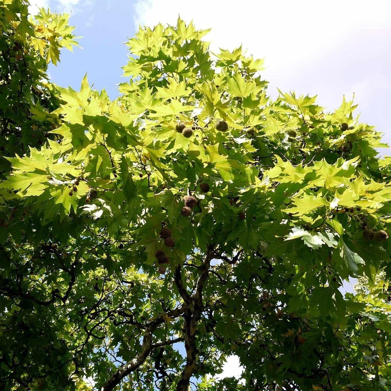 Платановое Дерево Фото