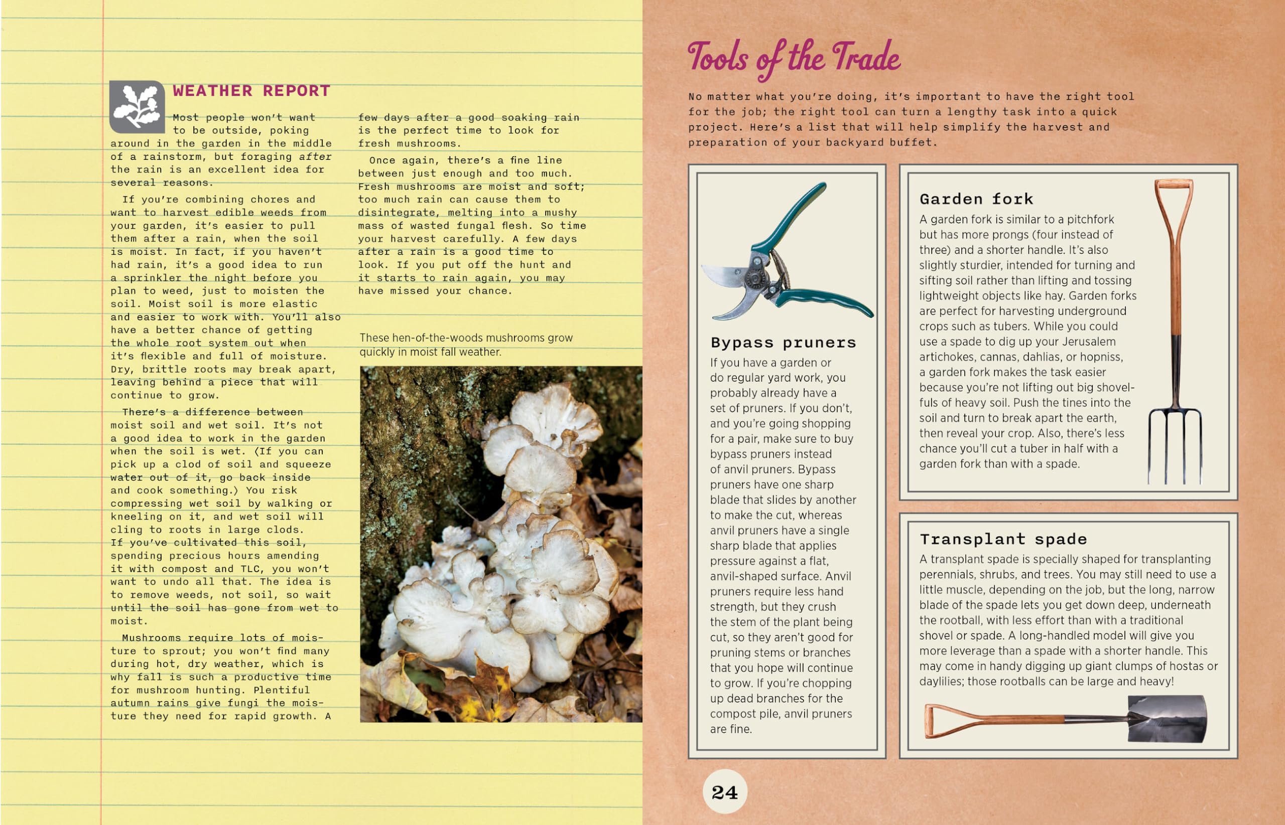 Backyard Foraging: 65 Familiar Plants You Didn’t Know You Could Eat