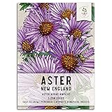 Seed Needs, New England Aster Seeds - 1,250