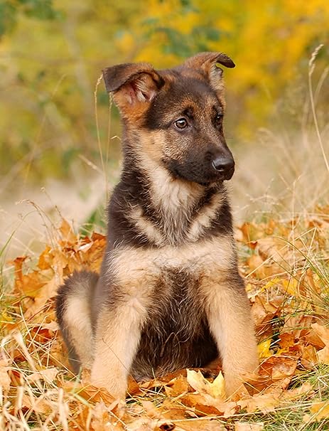 Ofa Greeting Cards Berger Allemand Chiot Pour Chien Berger