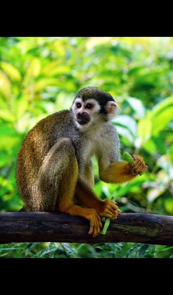 Amazon Com Monkey Wallpaper Hd Wallpapers Of Monkeys Appstore For Android