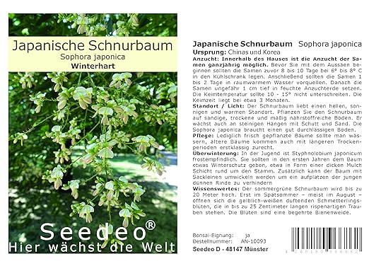 Seedeo® Japanische Schnurbaum (Sophora japonés) 30 semillas ...
