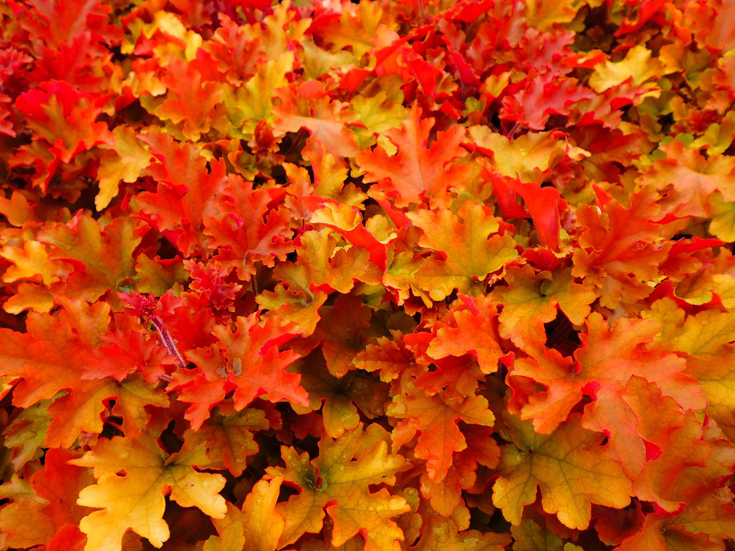 Heuchera Marmalade