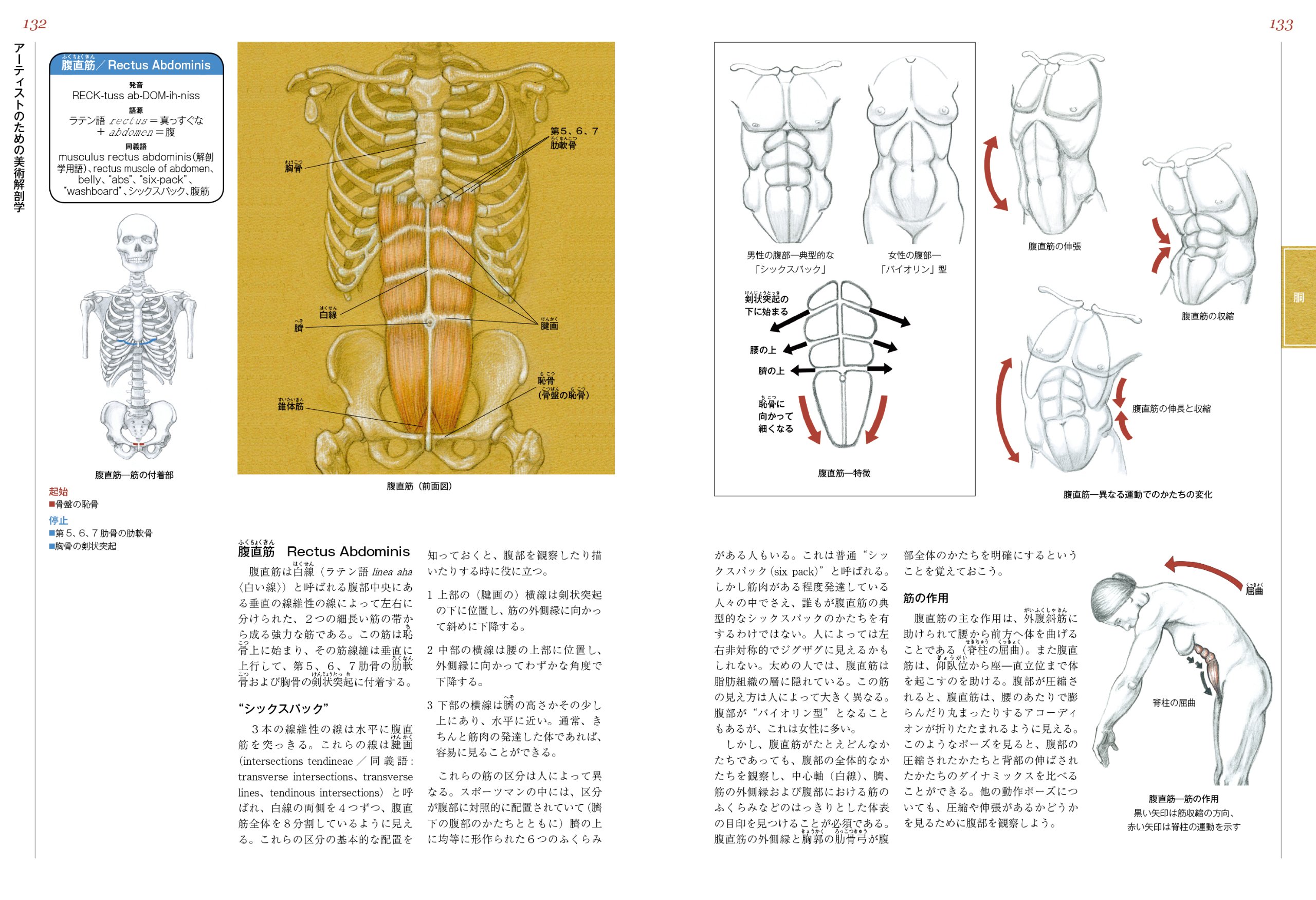 Amazon Co Jp アーティストのための美術解剖学 ヴァレリー L ウィンスロゥ Winslow Valerie L 宮永美知代 Japanese Books