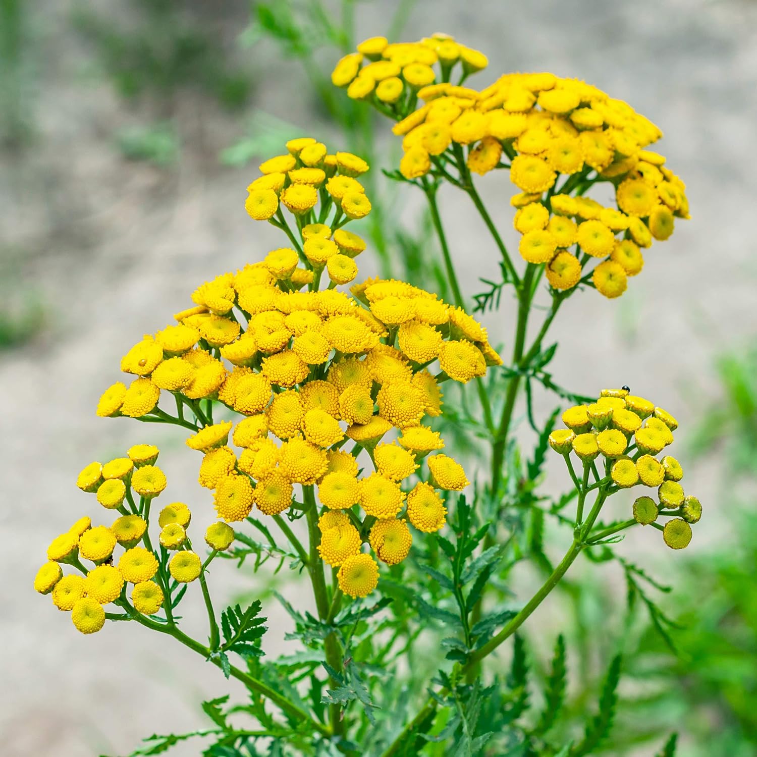 Outsidepride Tansy Herb 5000 Seeds Garden