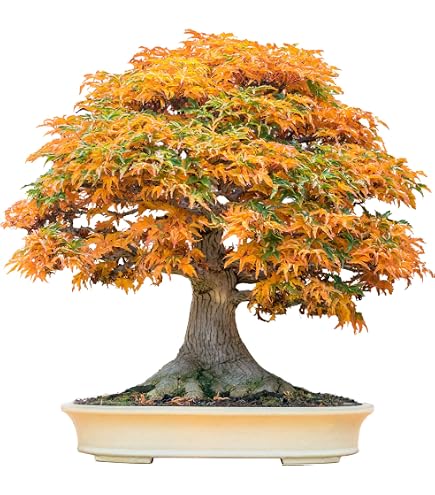 Amazon.com : 20 Albizia Julibrissin Mimosa Bonsai Tree Seeds for Planting -  Persian Pink Silk Tree - Ships from Iowa, USA : Patio, Lawn & Garden