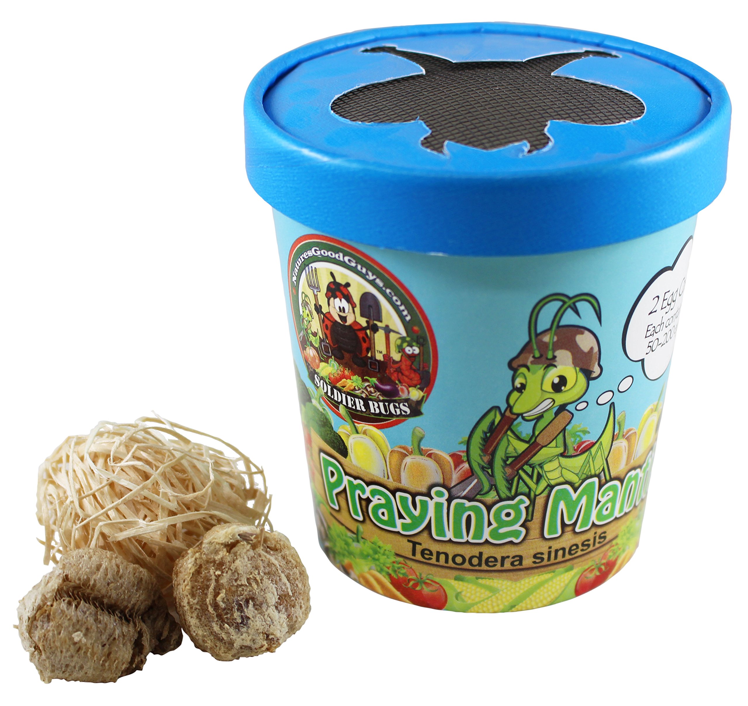 Praying Mantis Egg Case with Hatching Habitat Cup 2 Praying Mantids