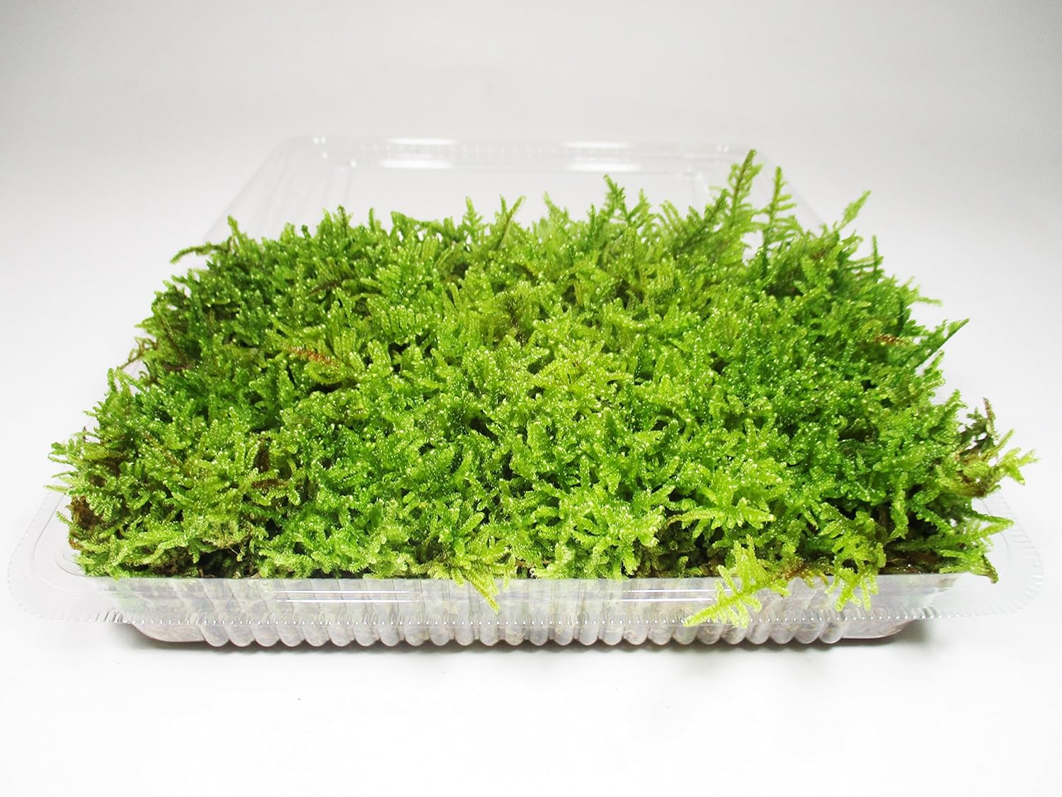 Amazon 翔美苑 日光産 ハイゴケ パック入り 観葉植物 オンライン通販