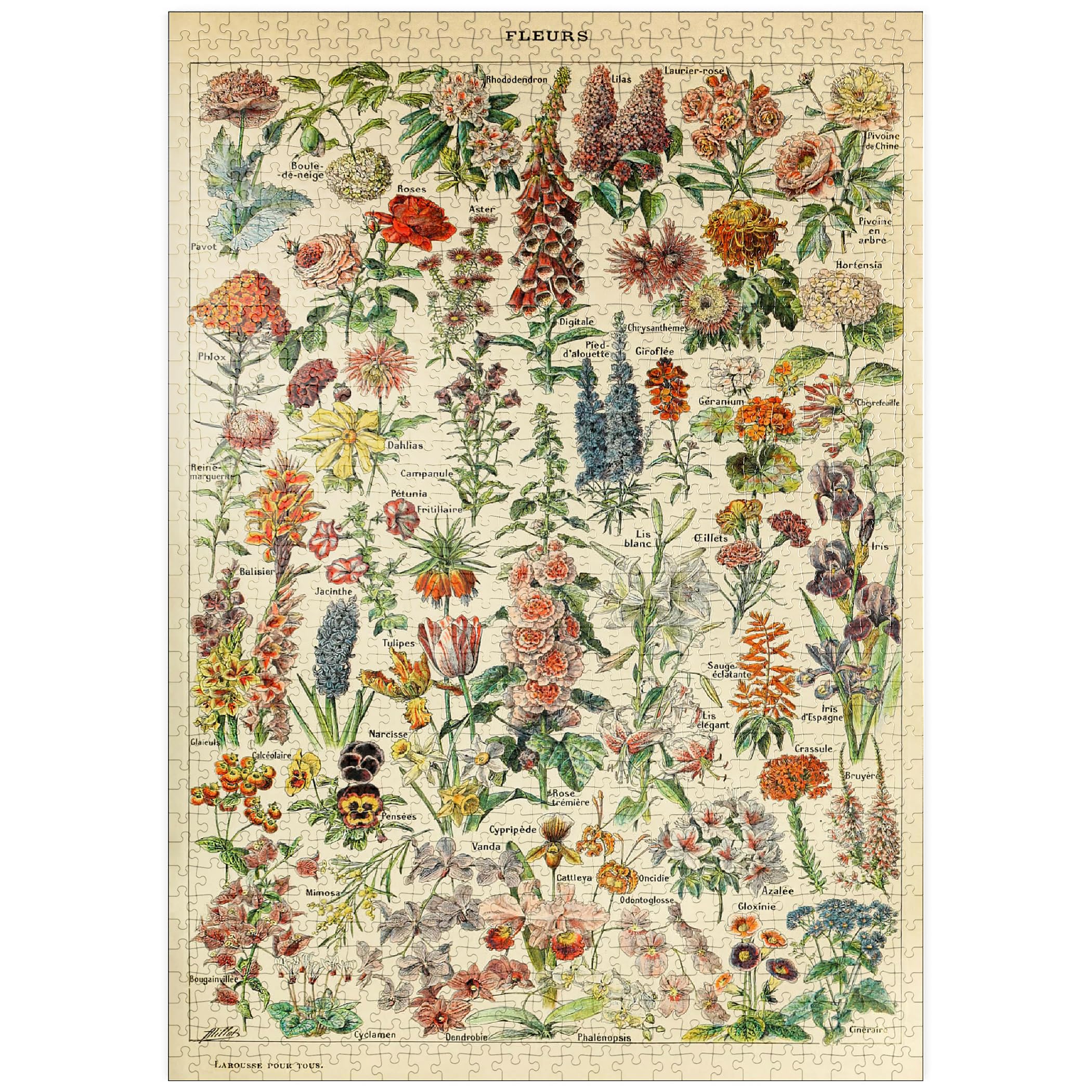 Fleurs - Flowers For All, Vintage Art Poster, Adolphe Millot - Premium 1000 pieces Puzzle - MyPuzzle special collection from Havana Puzzle Company