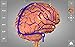 Brain - 3D Atlas of Anatomy