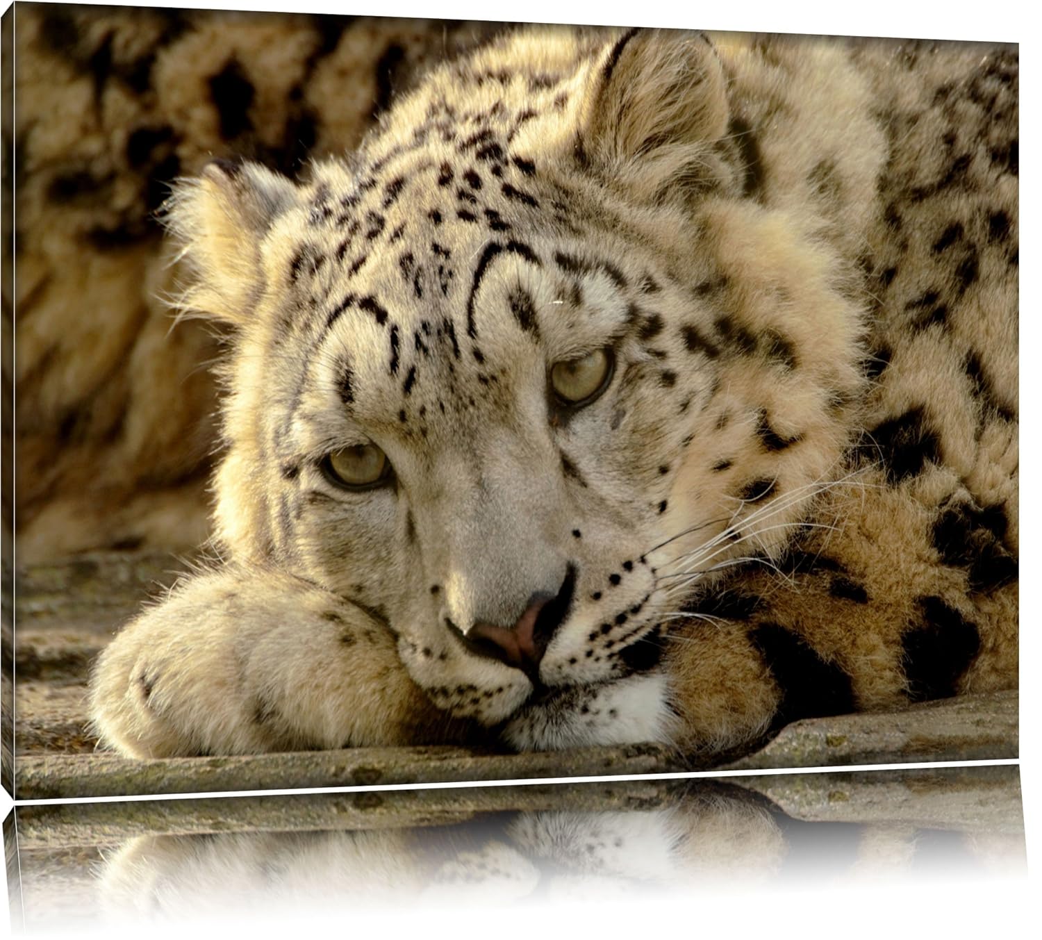 Folling sleep snow lepard original oil painting Size:120x80 cm