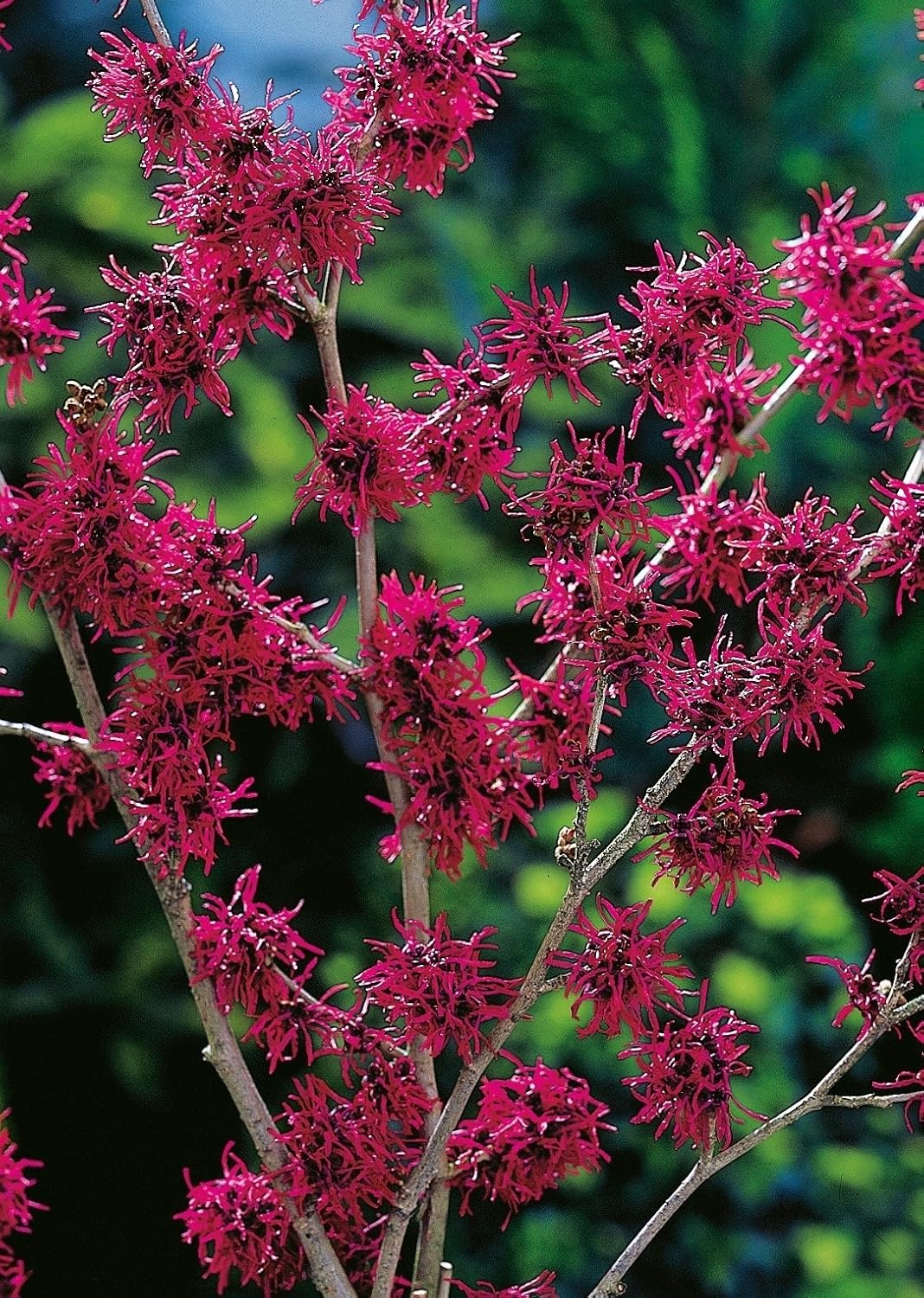 Weinrote Zaubernuss Feuerzauber - Hamamelis intermedia Feuerzauber